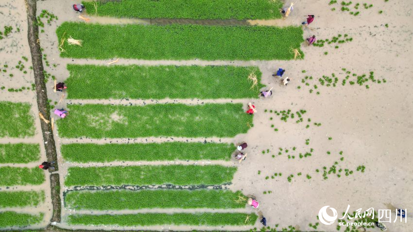 在眉山市彭山区制种基地，工人们正在田间起水稻母本秧苗。翁光建摄 