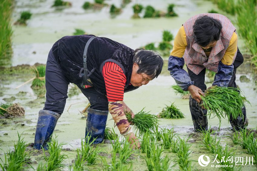 在眉山市彭山区制种基地，工人们正在田间起水稻母本秧苗。翁光建摄