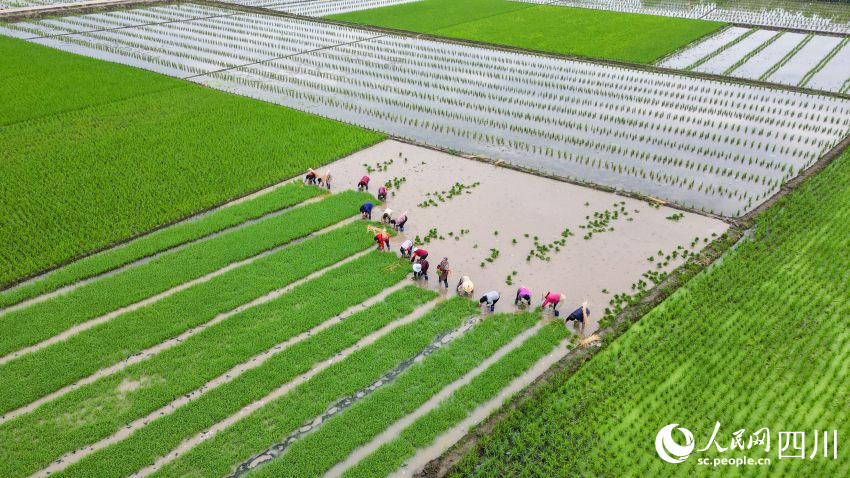 在眉山市彭山区制种基地，工人们正在田间起水稻母本秧苗。翁光建摄