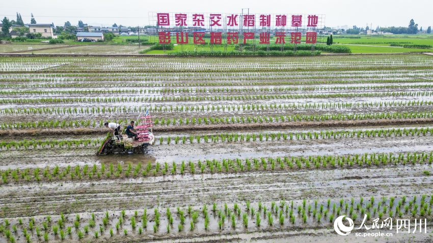 在眉山市彭山区制种基地，工人们正利用插秧机移栽水稻母本秧苗。翁光建摄