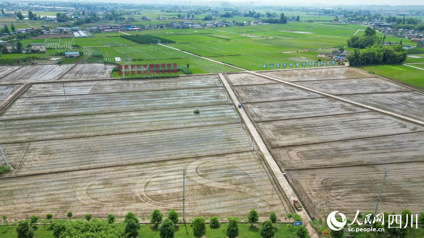 在眉山市彭山区制种基地，工人们正利用插秧机移栽水稻母本秧苗。翁光建摄