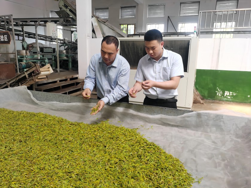 春茶采摘时节，邮储银行纳溪区支行信贷客户经理走访凤岭茶业。邮储银行泸州市分行供图