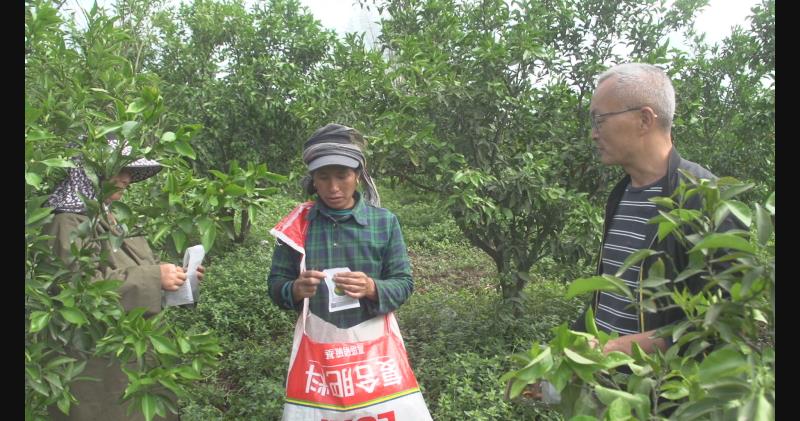 投放捕食螨微生物到柑橘树上。眉山市彭山区委宣传部供图