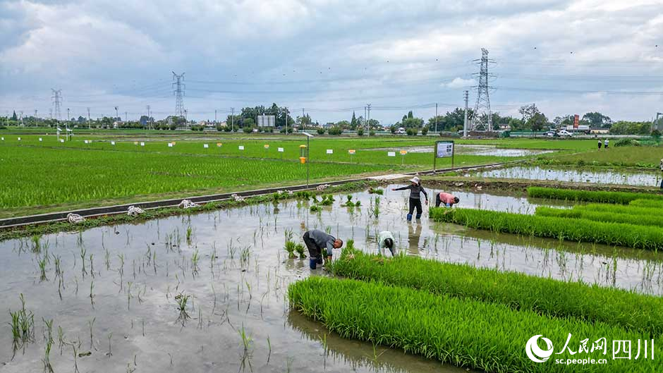 近日，在眉山市彭山区农作物科研育种基地农田里，村民正在进行水稻新组合品比实验移栽。翁光建摄