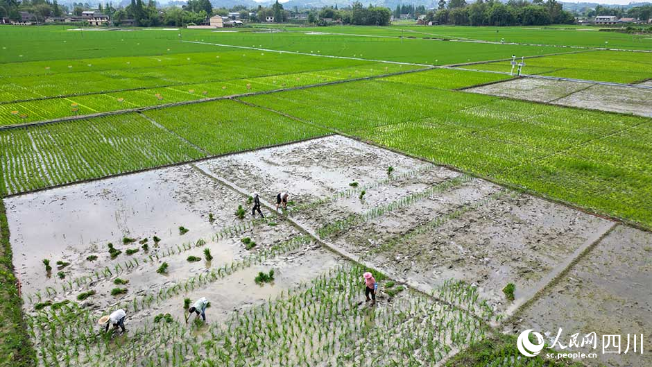 近日，在眉山市彭山区农作物科研育种基地农田里，村民正在进行水稻新组合品比实验移栽。翁光建摄