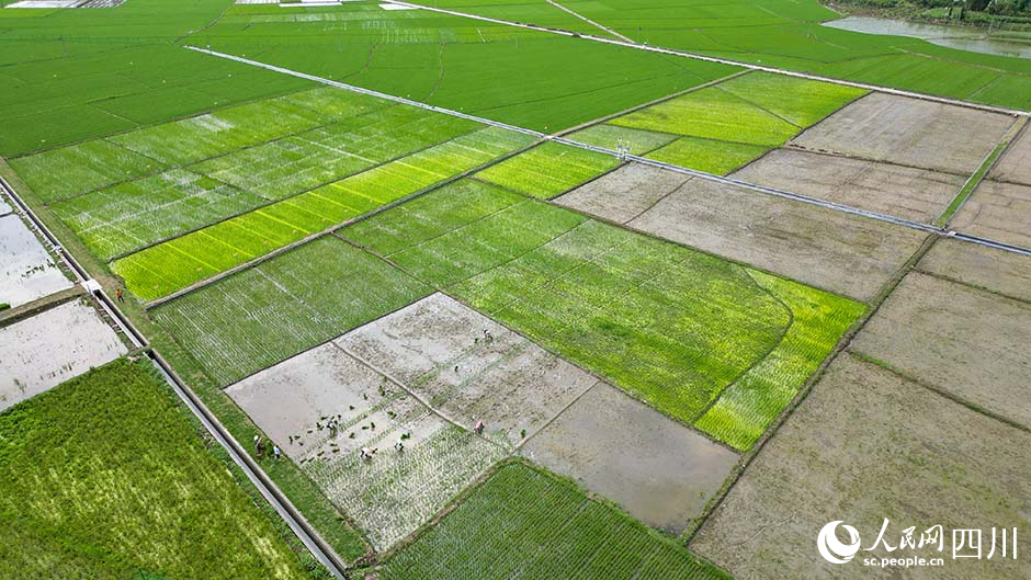 近日，在眉山市彭山区农作物科研育种基地农田里，村民正在进行水稻新组合品比实验移栽。翁光建摄