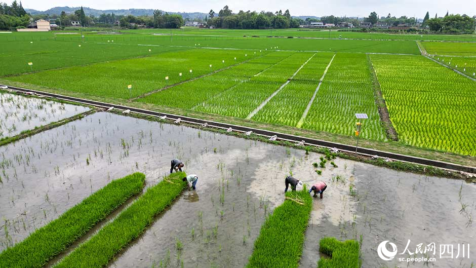 近日，在眉山市彭山区农作物科研育种基地农田里，村民正在进行水稻新组合品比实验移栽。翁光建摄