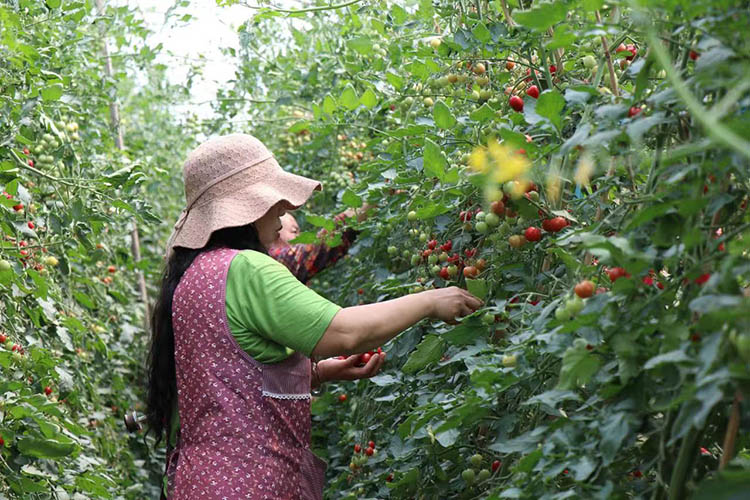採摘小番茄。何小米攝
