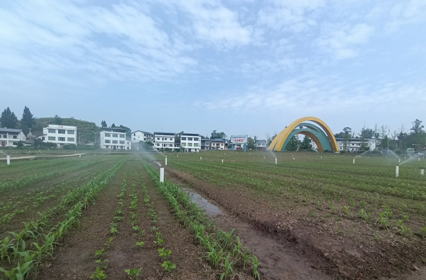 達川區萬家鎮五洞村大豆玉米帶狀復合種植示范片。達州日報社供圖