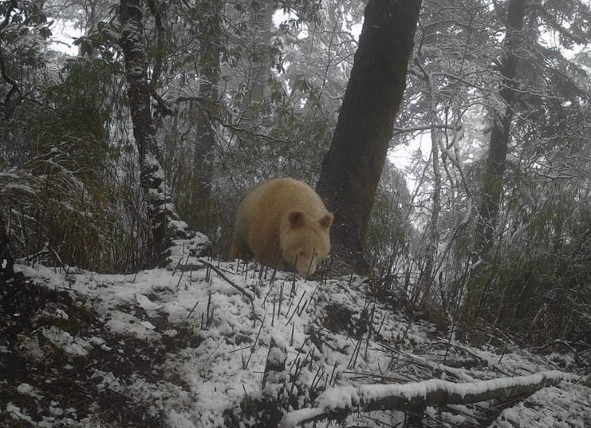 白色大熊猫。四川卧龙国家级自然保护区供图
