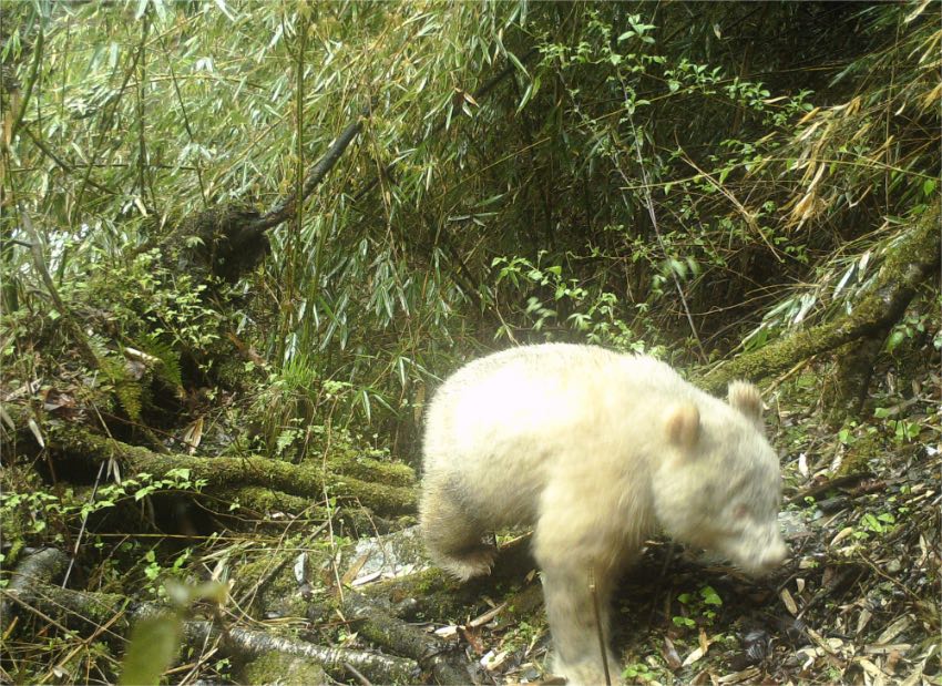 2019年4月，四川卧龙国家级自然保护区内，一台野外红外触发相机首次摄录下一张白色大熊猫的侧影。四川卧龙国家级自然保护区供图