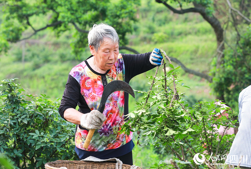 青花椒陸續成熟。李貴平攝 