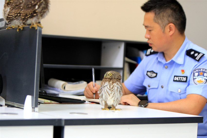 陪民警值班的猫头鹰。宜宾市公安局供图