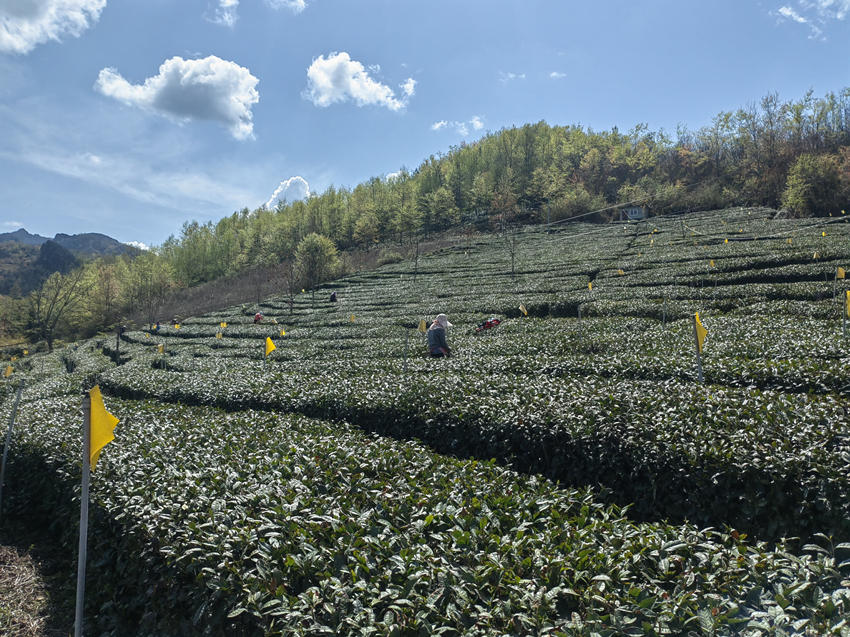 殘疾人在翠雲家庭農場學習種茶採茶技術。受訪者供圖