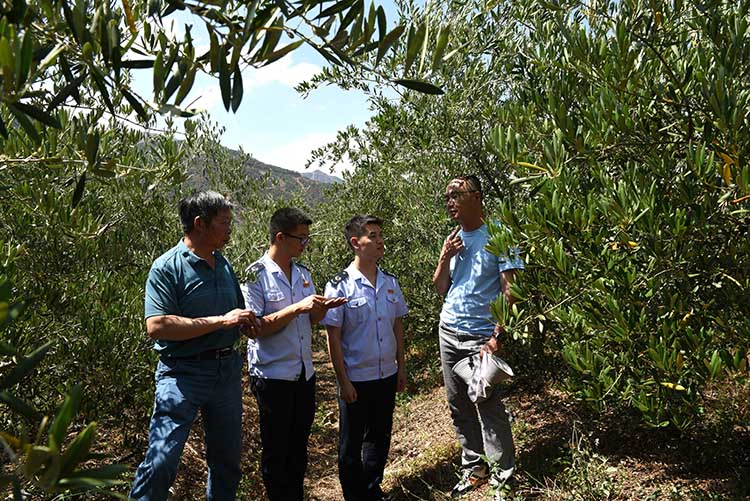 税务干部到油橄榄种植基地查看生产经营情况。凉山州税务局供图