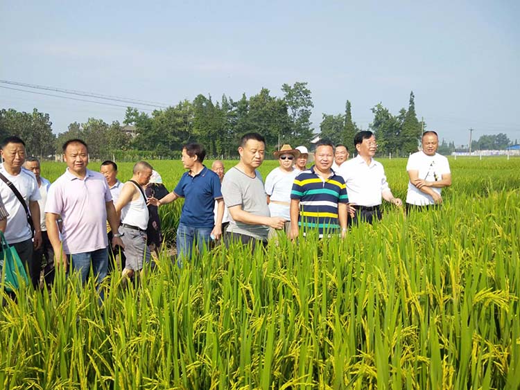 吴科学（右七）在田间指导水稻种植技术。什邡市委统战部供图