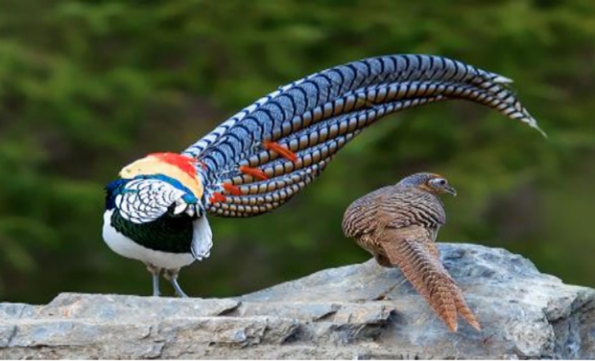 图为甘孜州鸟类白腹锦鸡。甘孜州文旅局供图