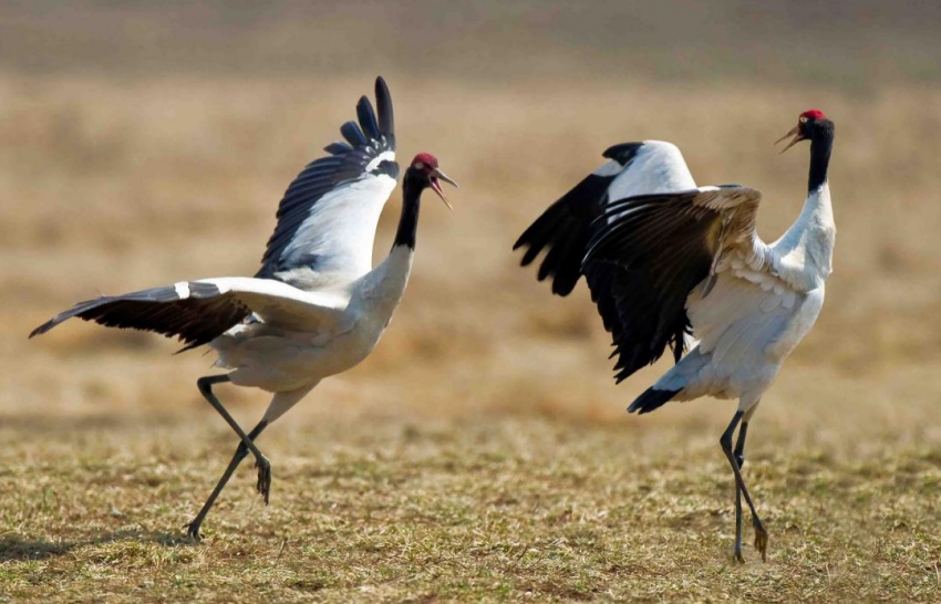 图为甘孜州鸟类黑颈鹤。甘孜州文旅局供图