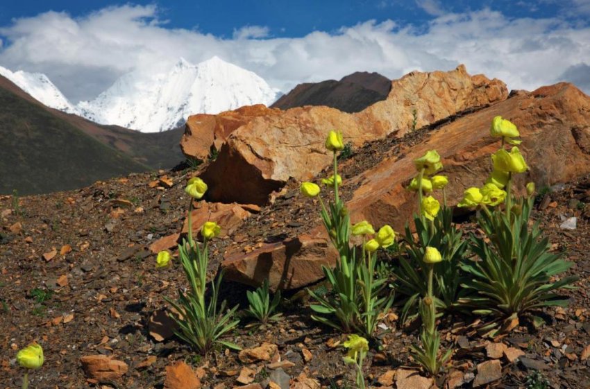 图为甘孜州植物绿绒蒿。甘孜州文旅局供图
