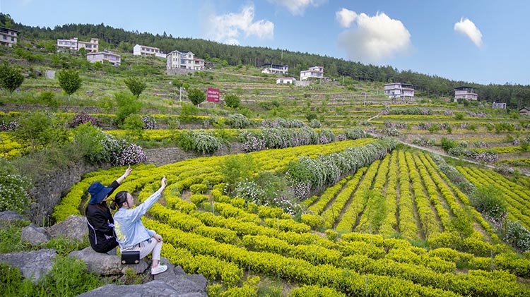 广元黄茶茶叶基地。广元市委宣传部供图