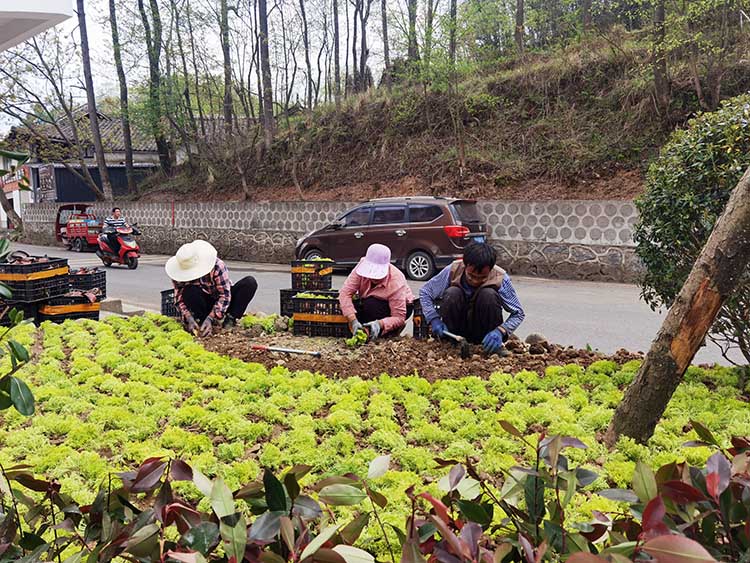 栽植草坪。朝天区融媒体中心供图