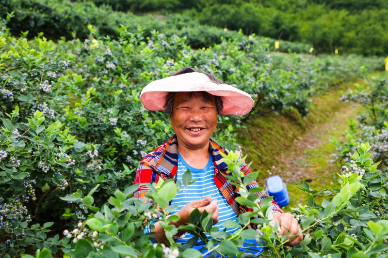 蓝莓俏,喜眉梢。宣汉县委宣传部供图