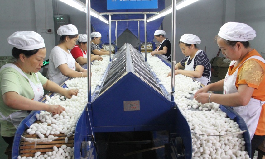 四川新絲路繭絲綢有限公司生產車間內工人正在挑選蠶繭。高縣融媒體中心供圖
