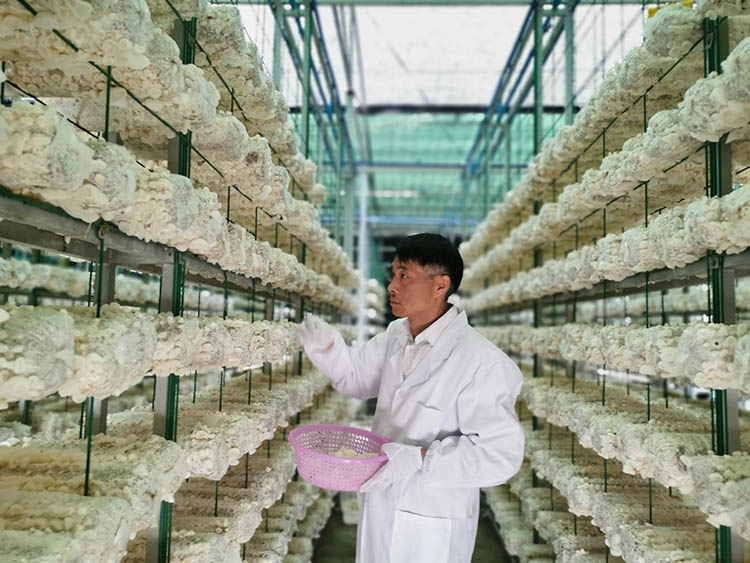 技术人员正在检查黄背木耳的生长情况。湔氐镇供图