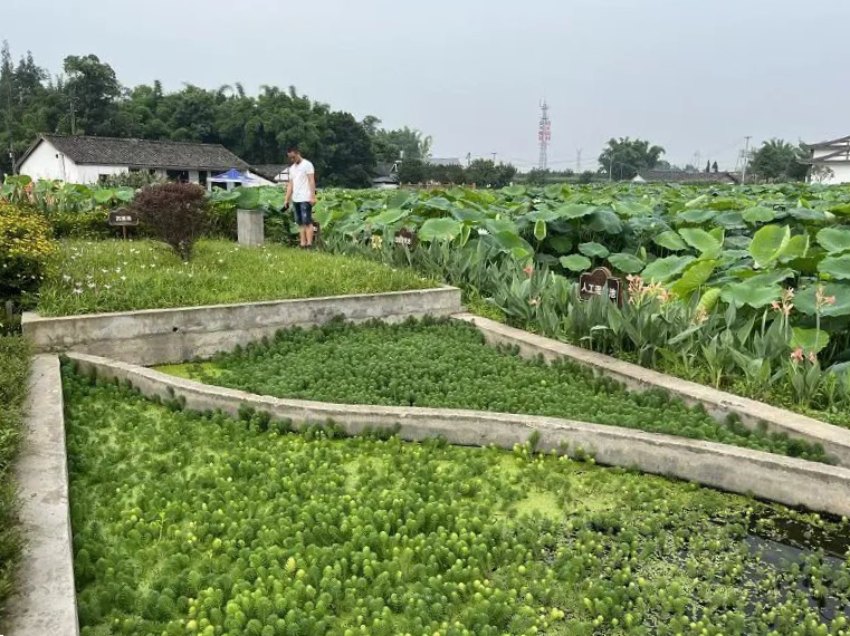 永丰村污水处理池。眉山市生态环境局供图