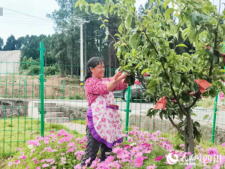 村民在曙光村红梨产业园给红梨套袋。李霞摄