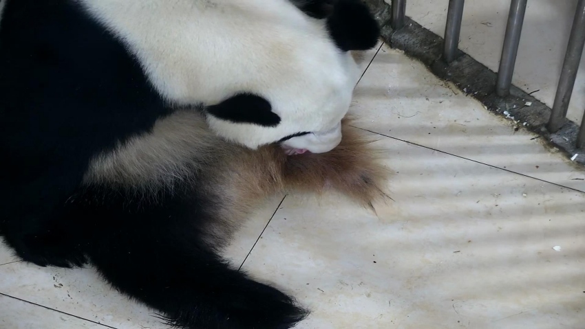 5月29日，在中国大熊猫保护研究中心卧龙神树坪基地，大熊猫“鑫鑫”正在产崽。视频截图