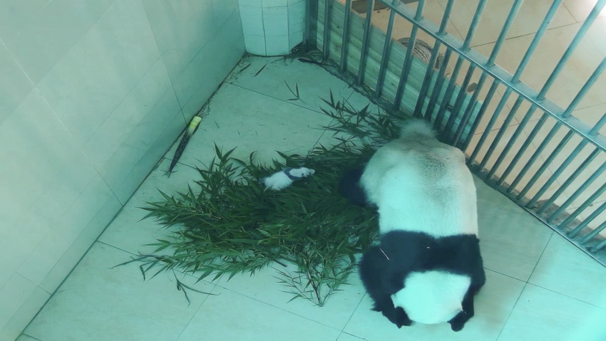 6月19日拍攝的大熊貓“鑫鑫”（右）與幼崽。視頻截圖