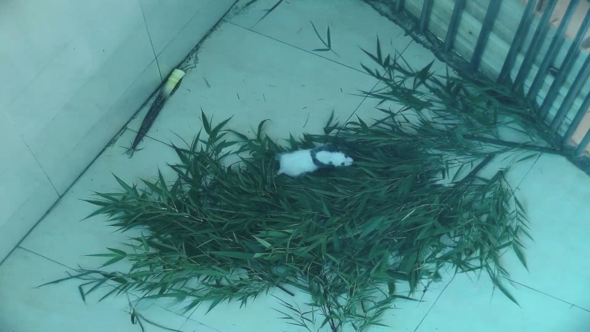 6月19日拍摄的大熊猫“鑫鑫”产的幼崽。视频截图