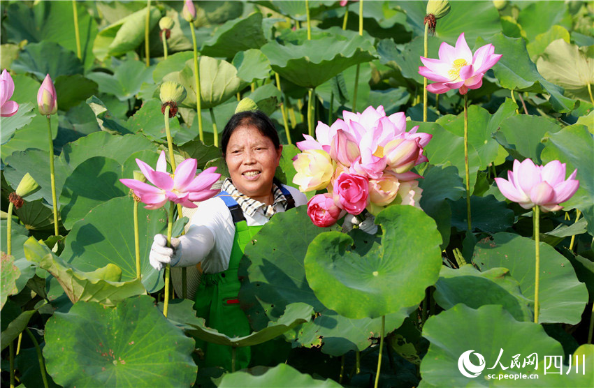 手执花茎折红莲。潘建勇摄
