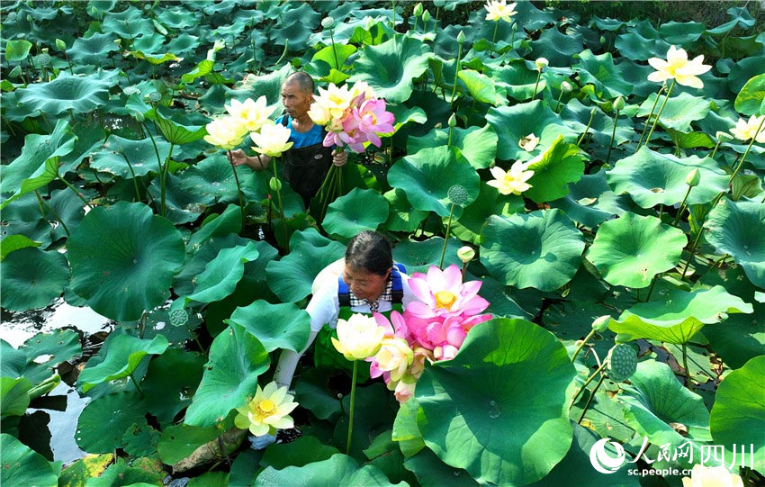 乐赏莲花无忧虑。潘建勇摄