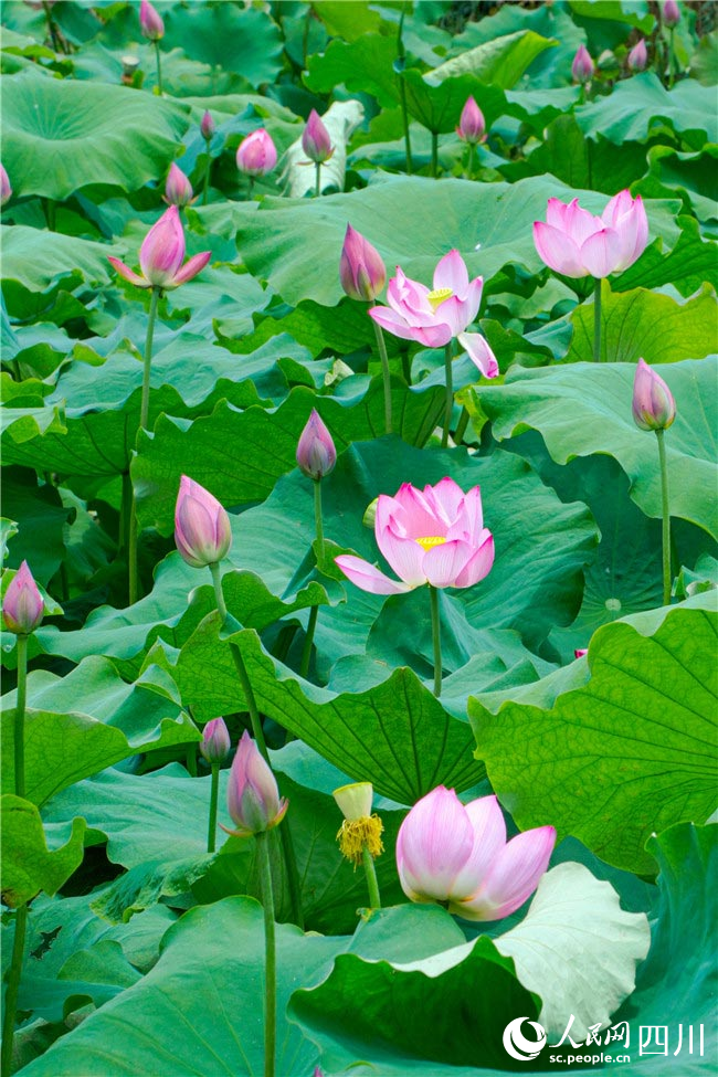 梦里芳姿开在前。潘建勇摄