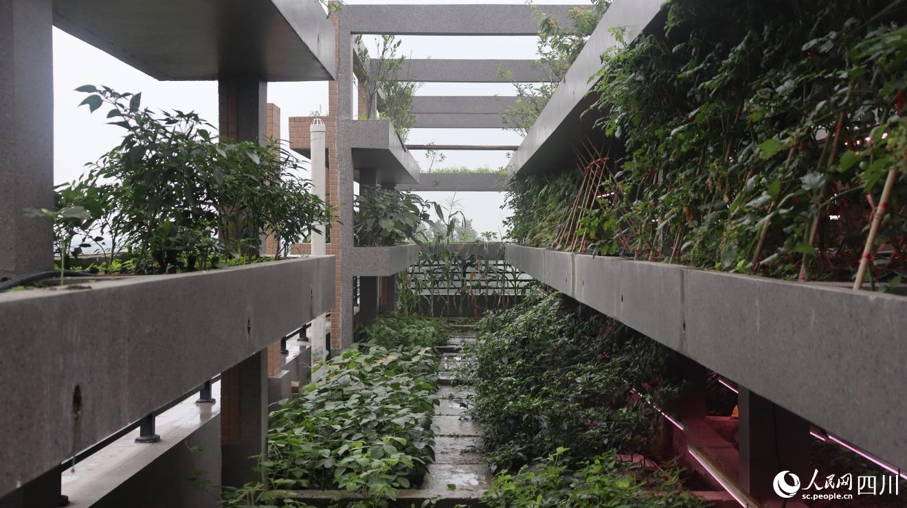 建在楼顶上的“空中菜园”。罗怡琳摄