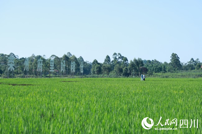 绿油油的稻田。周红极摄