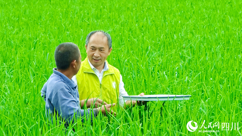 农技专家田间指导村民管护水稻，助农丰产丰收。廖胜春摄