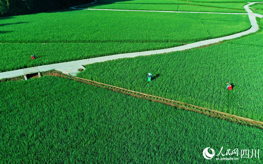勤劳的村民在田间精心管护水稻，希望取得好收成。廖胜春摄
