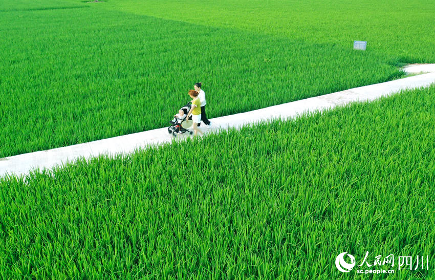 茶余饭后，村民们纷纷走出家门来到田间休闲散步，感受田园风景。廖胜春摄