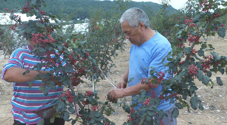 工人们正在进行花椒采摘作业。剑阁县融媒体中心供图