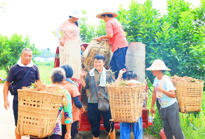 正在背运高粱的村民。长宁县委宣传部供图