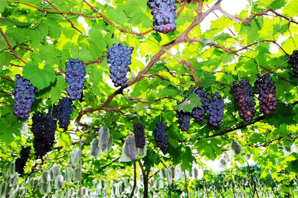 成熟的夏黑葡萄。高兰摄