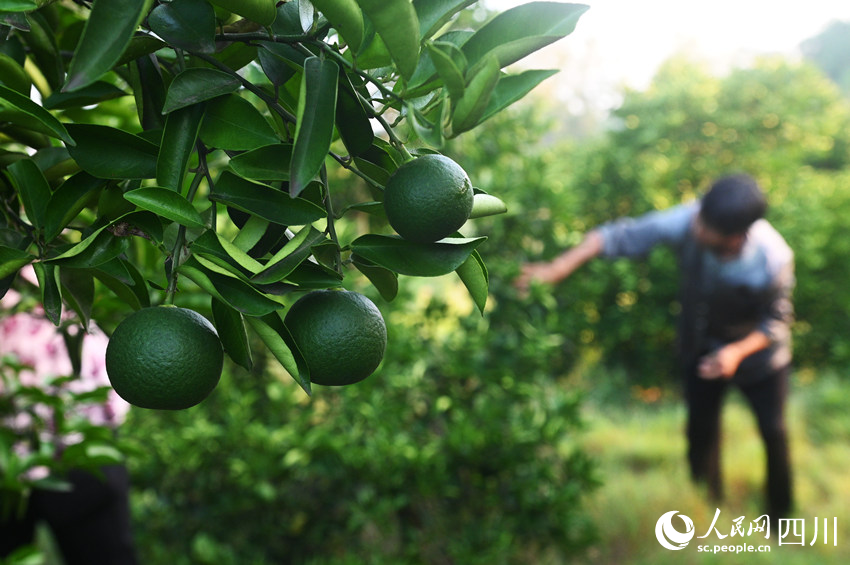 村民在采收枳壳。黄正华摄