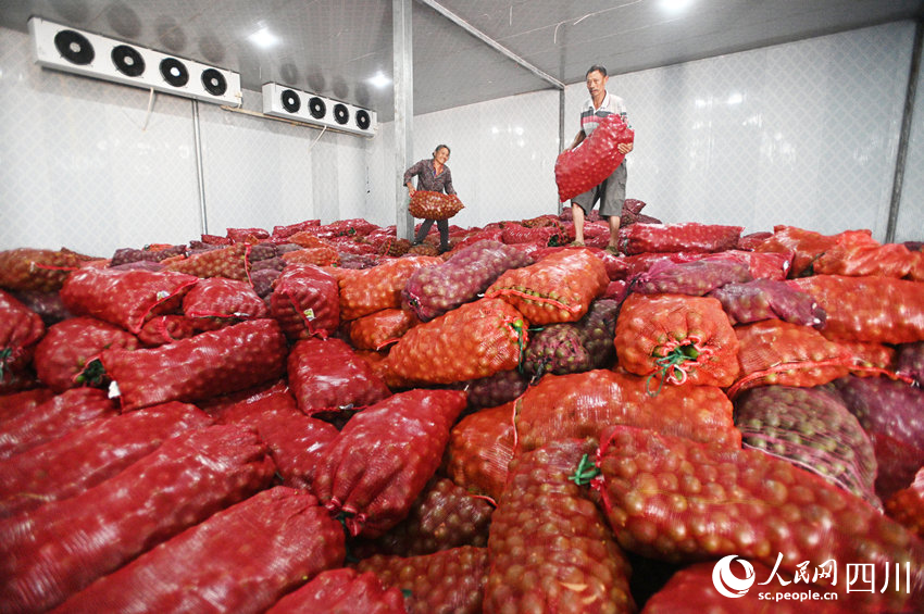 村民在冻库搬运、储存枳壳鲜果。黄正华摄