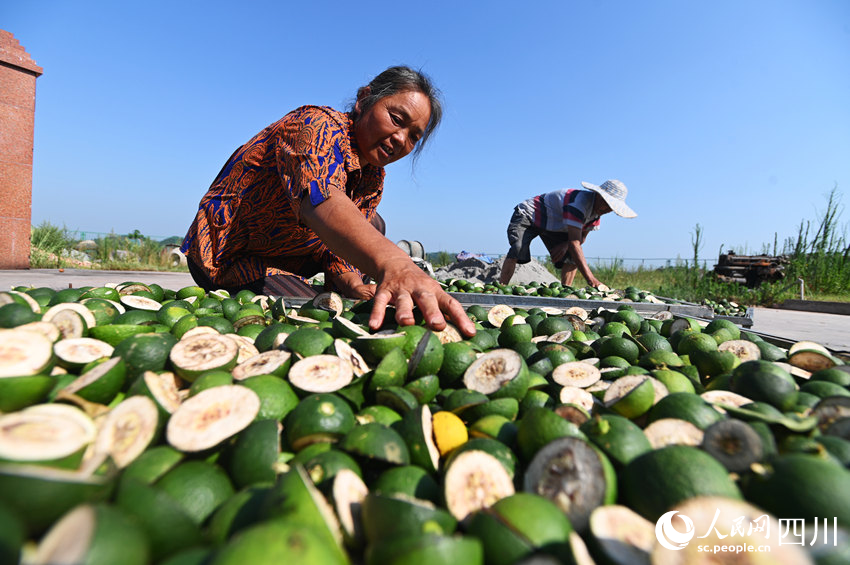 加工晾晒枳壳。黄正华摄