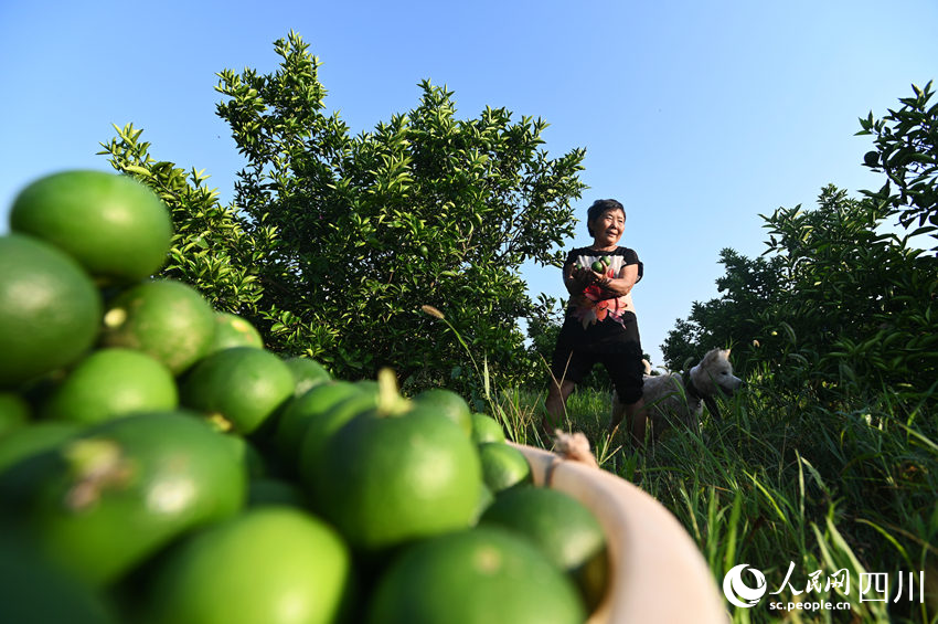 枳壳迎丰收。黄正华摄