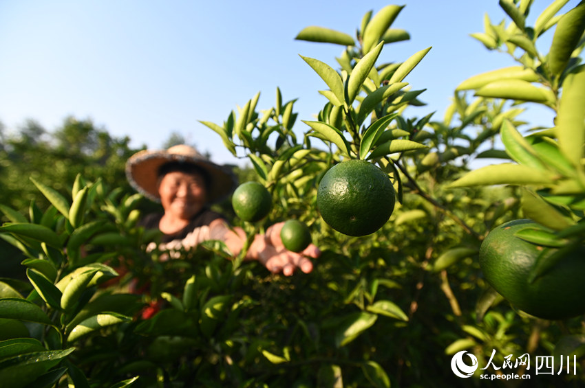 枳壳迎丰收。黄正华摄