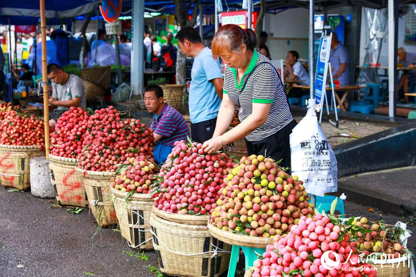 合江县马街荔枝交易市场，果农们种植的晚熟鲜荔枝交易红火。李贵平摄